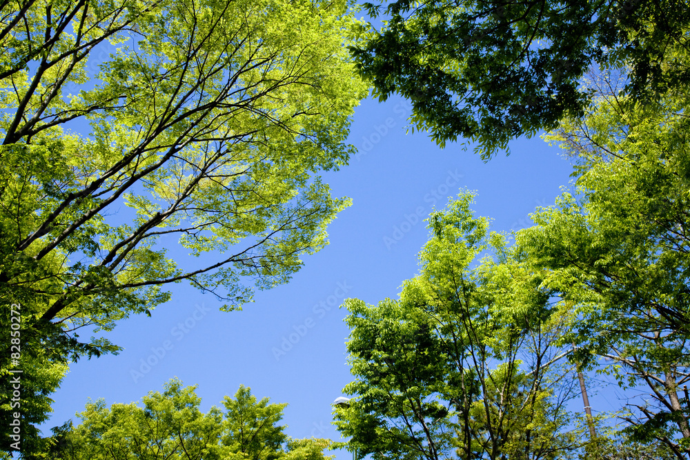 Obraz premium 横浜の新緑