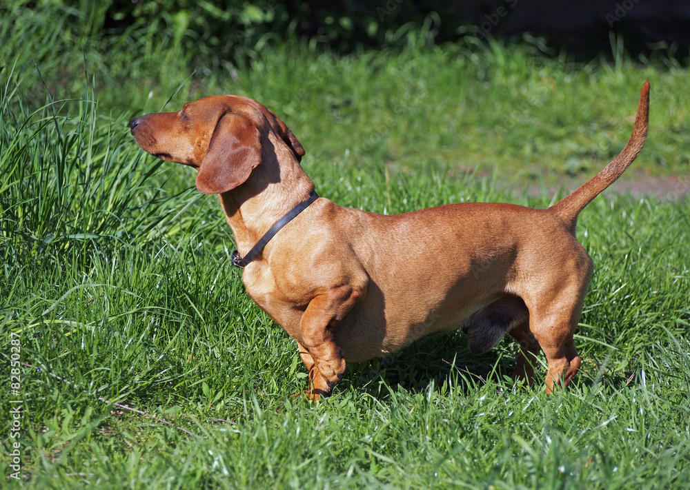 Portrait of red dachshund dog standing on green grass 