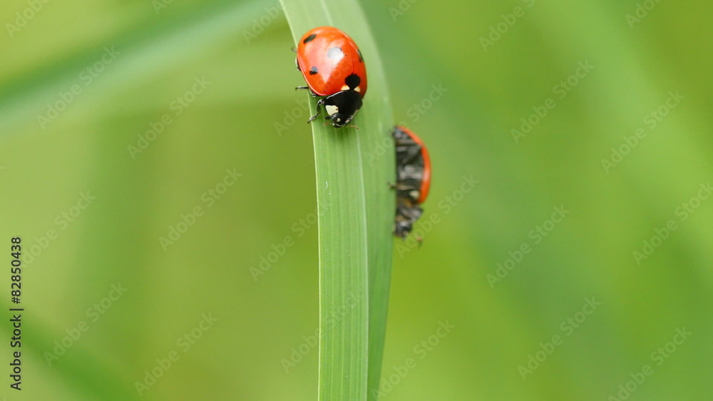 Two ladybugs on a single blade of grass. Two ladybugs on a single blade of grass.
