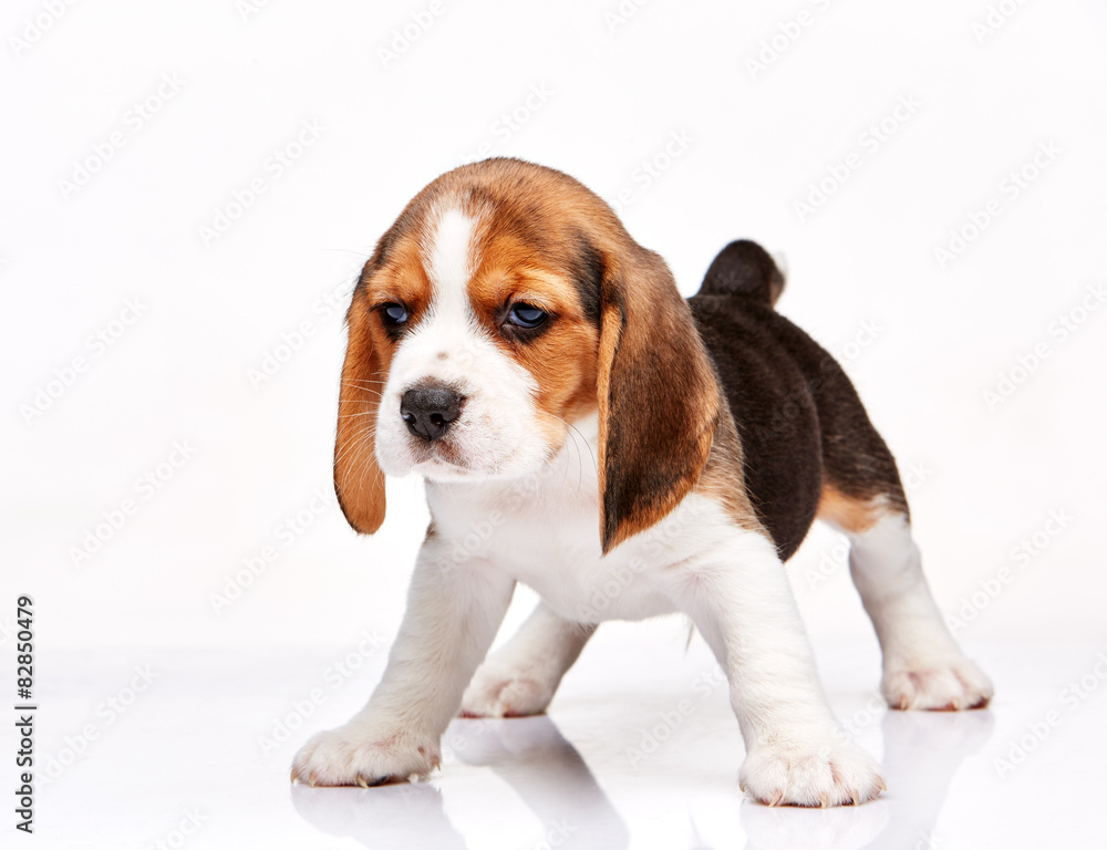 Beagle puppy on white background Beagle puppy on white background