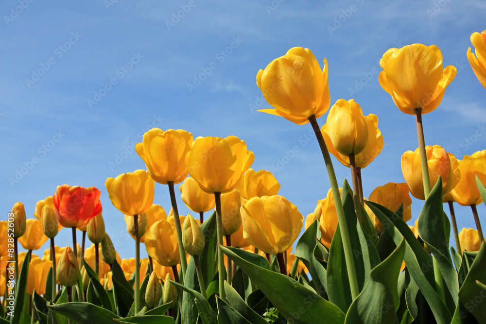 Obraz premium Beautiful yellow tulips reaching for the sky