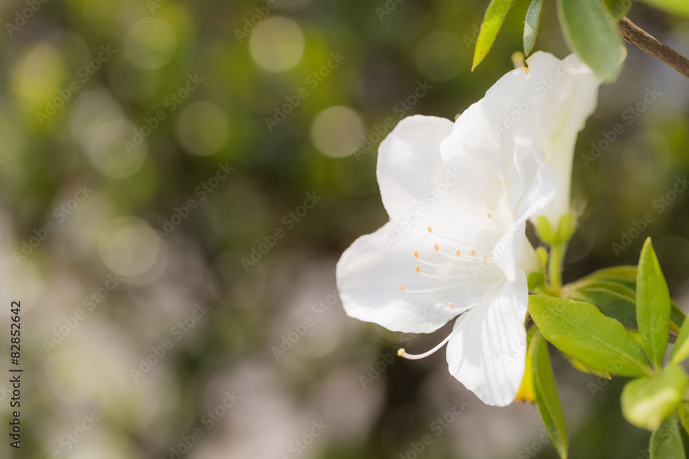 Obraz premium 白ツツジ