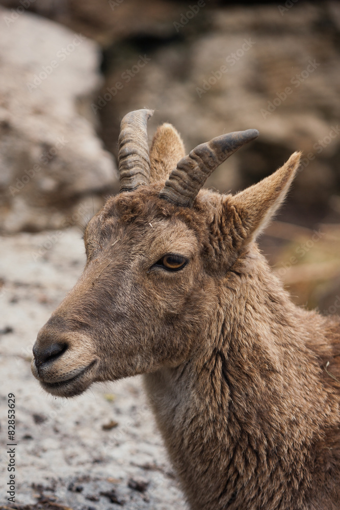 mountain goat.