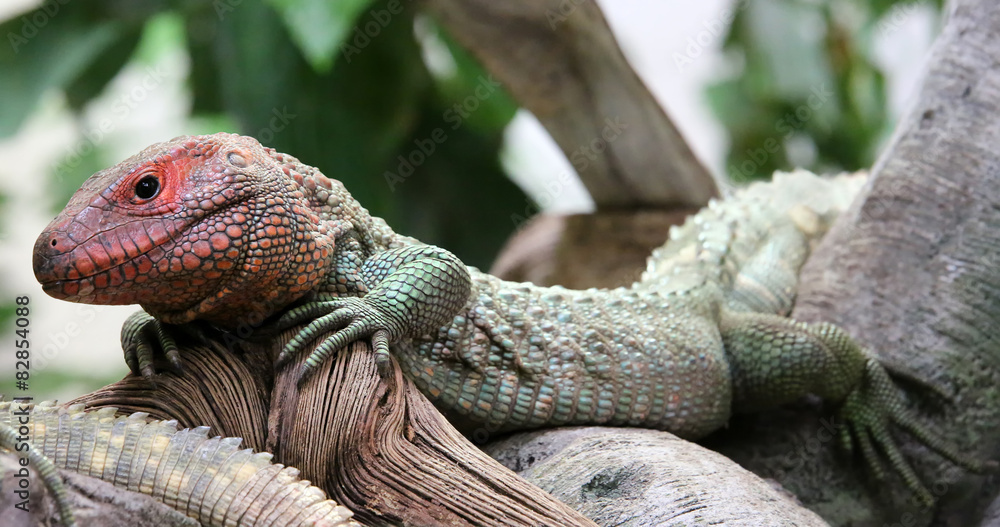 Fototapeta premium Close-up view of a Northern Caiman Lizard (Dracaena guianensis)