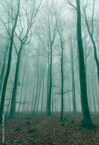 Fantasy Wald im Nebel in Grün