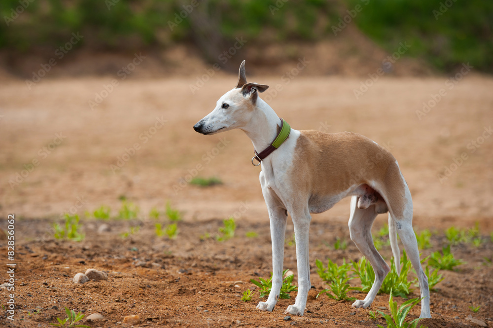 Fototapeta premium Whippet