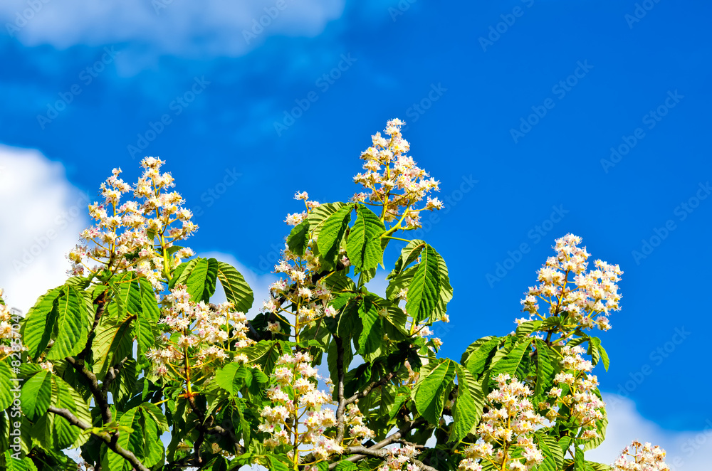 Blüten der Gewöhnlichen Rosskastanie (Aesculus hippocastanum)