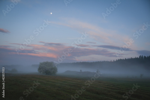 fog in the meadow in the evening