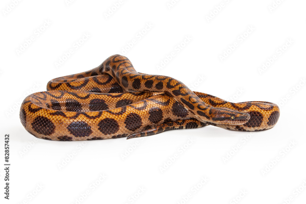 Fototapeta premium Brazilian Rainbow Snake Coiled Up