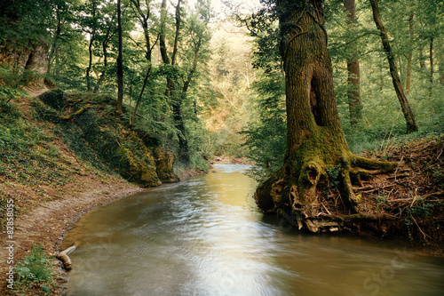 Vászonkép Stream on the spring forest