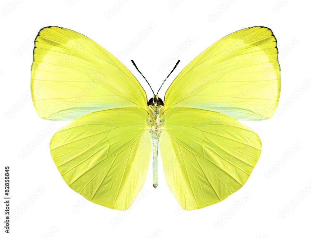 Obraz premium Butterfly Gandaca harina (male) (underside)