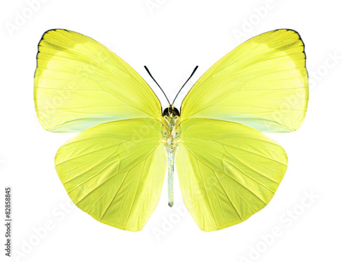 Butterfly Gandaca harina (male) (underside)
