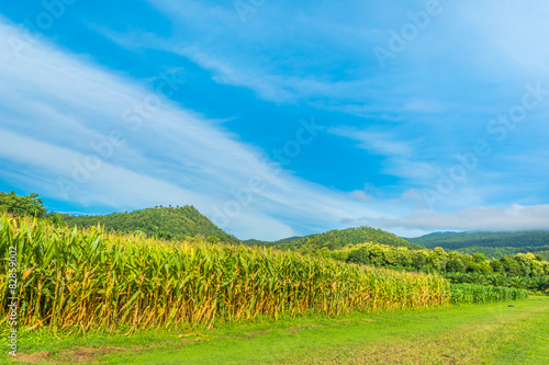 image of corn field and sky in background.