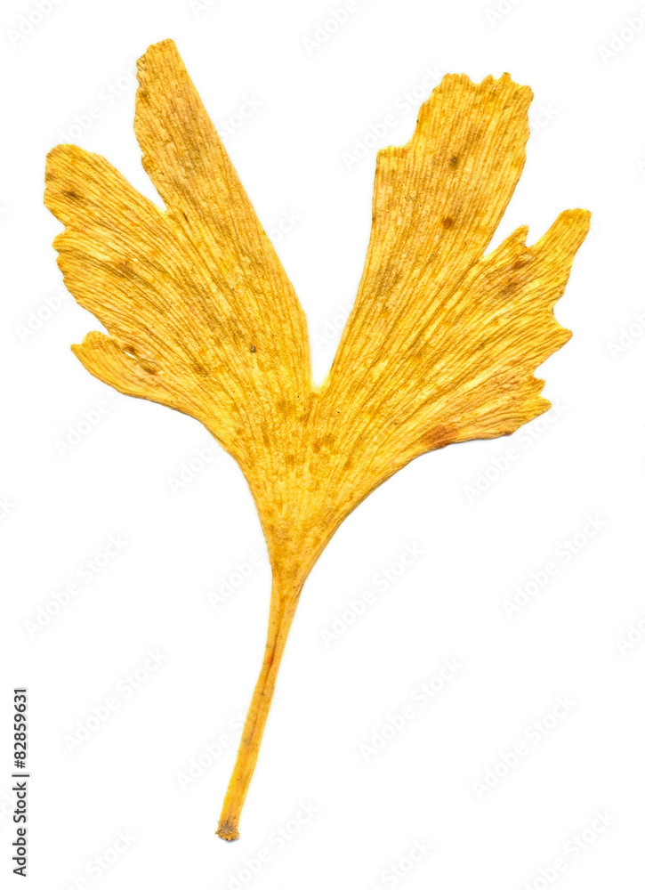 Fototapeta premium Ginkgo
