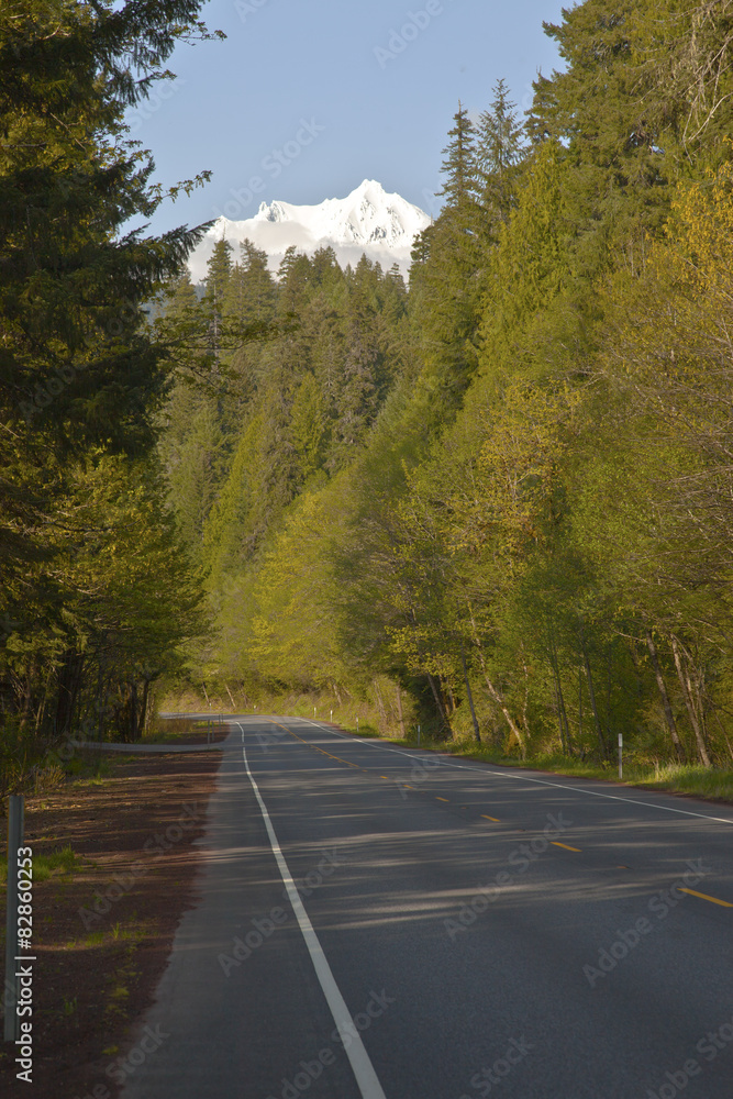 Road and trees and snow capped mountain.