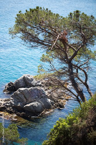 Tree growing on the cliff
