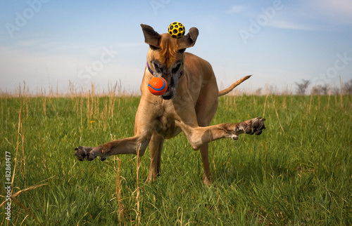 Silly great Dane missing two balls in green field