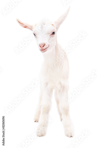 Portrait of a white little goat isolated on white background