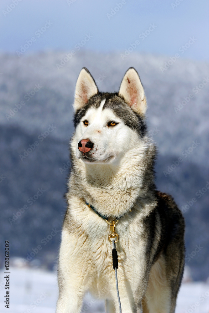Portrait Of Siberian Husky Sled Dog