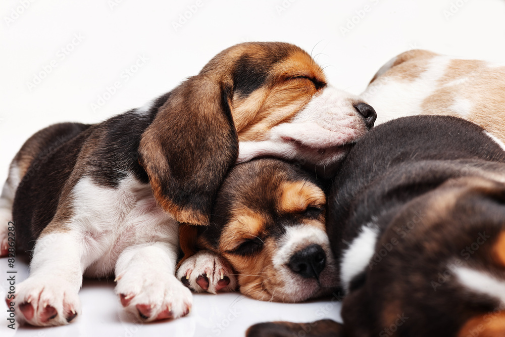 Beagle Puppies, slipping in front of white background