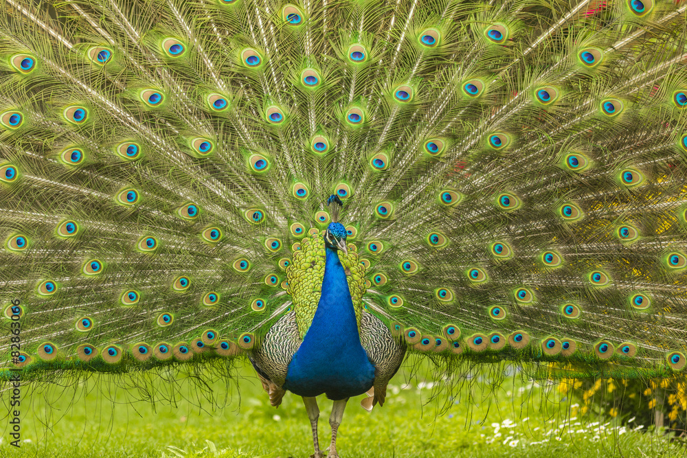 Obraz premium Blue Peacock spreading its tail
