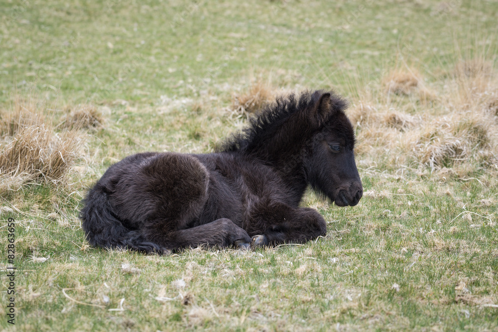 Wild Dartmoor Pony Foal
Wild Dartmoor Pony Foal