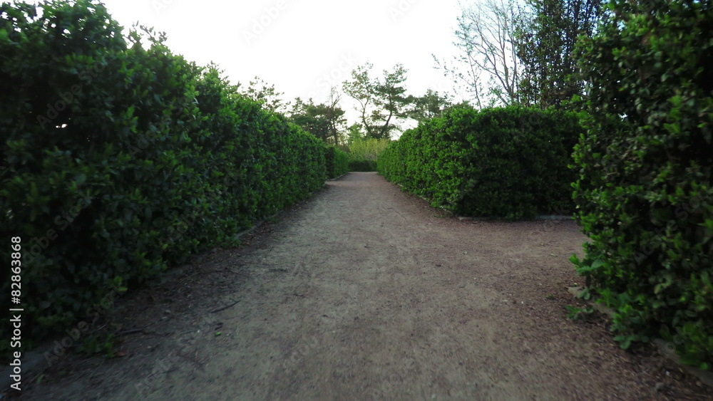 Labyrinth of bushes Labyrinth of bushes