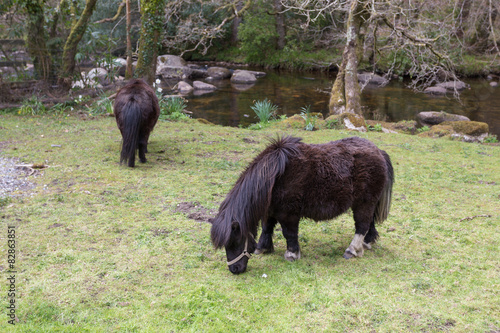 Fotografie Grazing Ponies