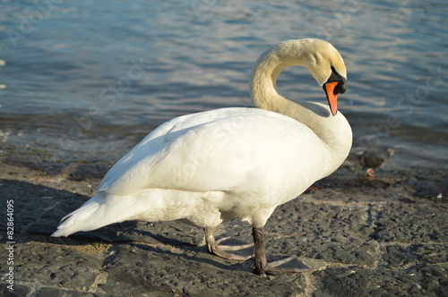 Portrait of Mute Majestic Swan