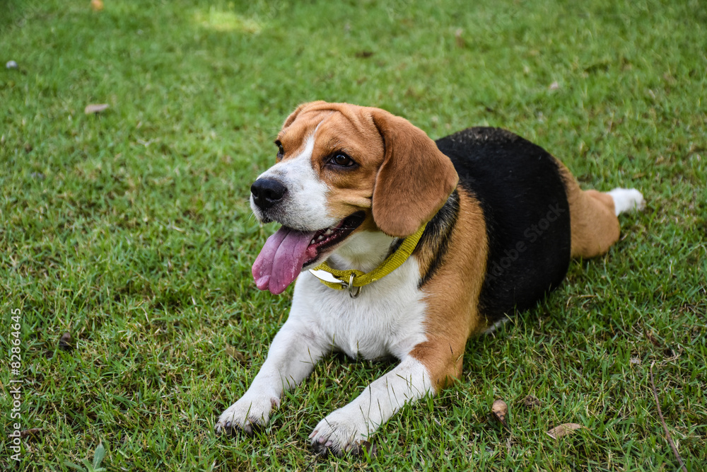 The Beagle in the spring garden