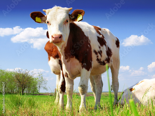 The calf on a summer pasture © Željko Radojko