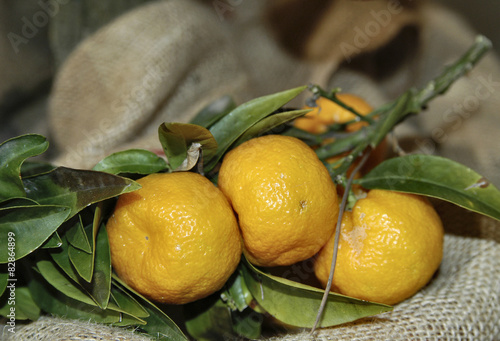 fruit of chinotto