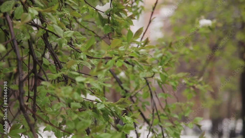 Snow falls on the young green leaves and grass Snow falls on the young green leaves and grass