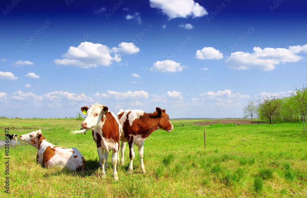 The calf on a summer pasture