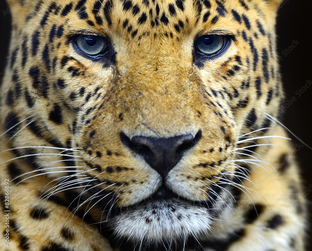 Leopard