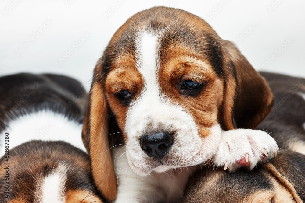 Beagle Puppy, lying in front of white background