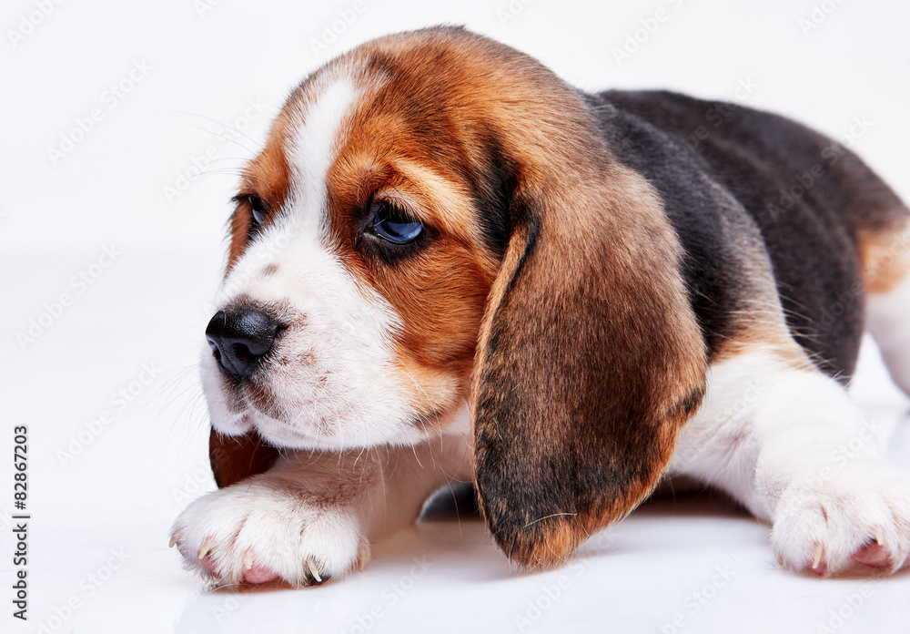 Beagle puppy on white background