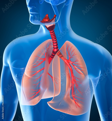 Anatomy of human respiratory system photo