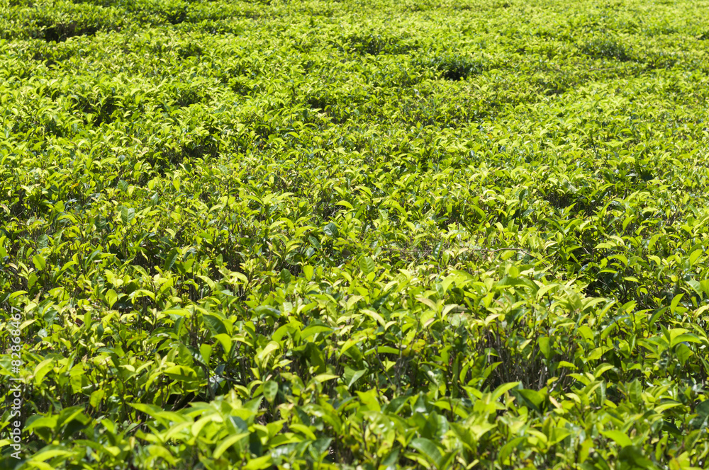 Teefeld, camellia sinensis