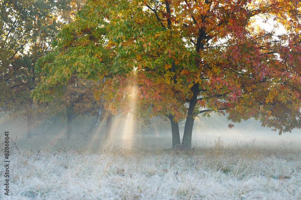 Fototapeta premium Autumn Landscape