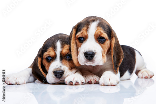 Beagle puppies on white background