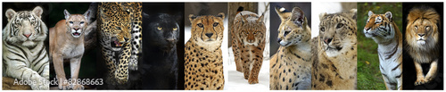 animals collage