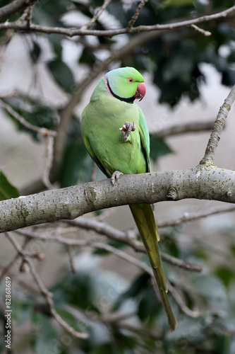 Ring-necked parakeet, Psittacula krameri