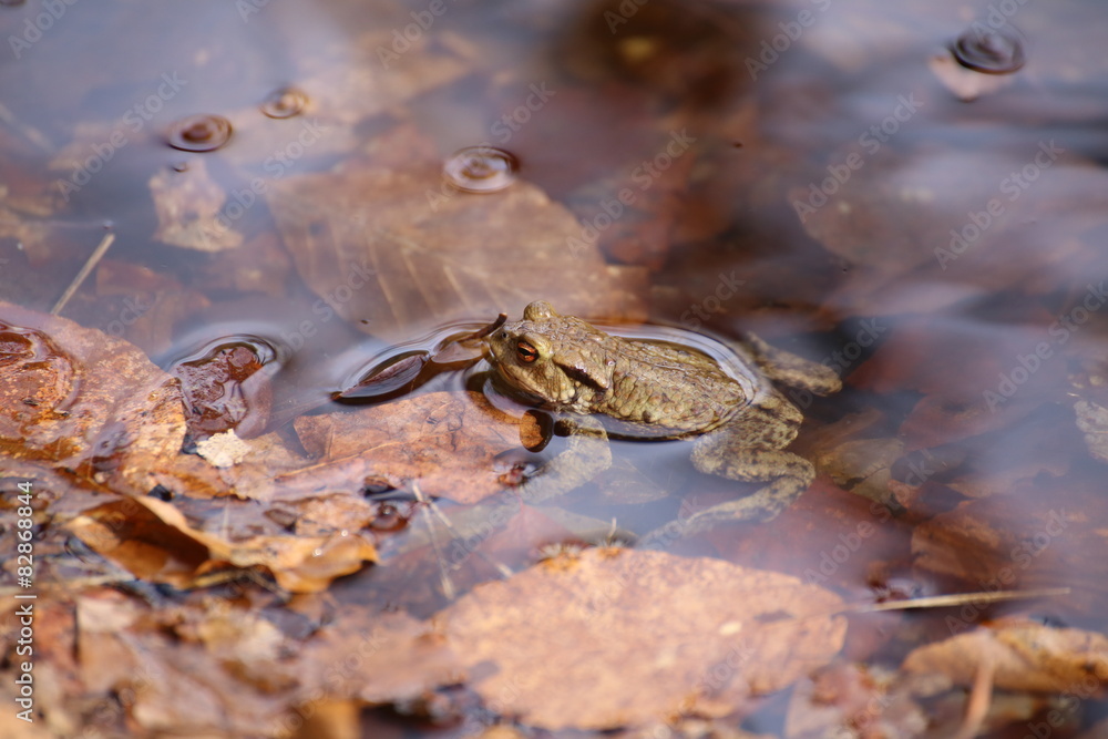 Moor Frog In The Water Moor Frog In The Water
