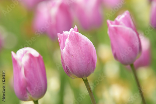Tulips  Tulip