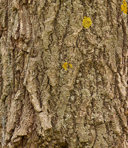 Tree bark © Kuleshin