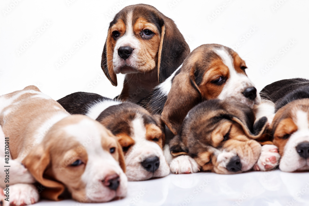 Beagle puppy on white background