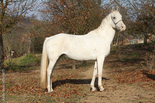 Beautiful white horse on pasturage