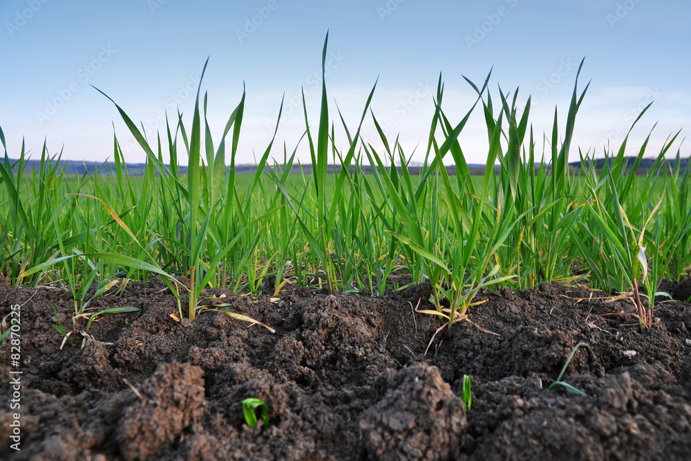 Obraz premium Grain field, wheat in soil