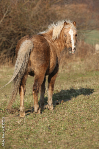 Wallpaper Mural Adorable pony in autumn Torontodigital.ca